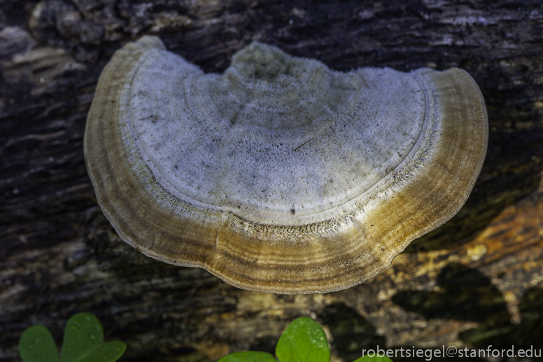 shelf fungus